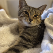 Georges, a Brown, Tan Domestic Shorthair Cat