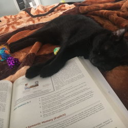 Kai, a Black Domestic Shorthair Cat