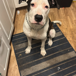%name%, a %color% %breed% %type%