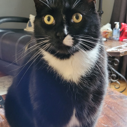 {petName}, a Black, White Tabby Cat