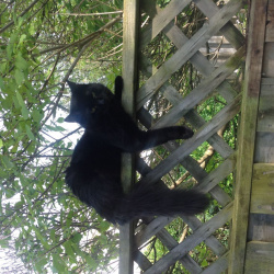 Puma, a Black House cat/ maine coon Cat