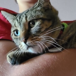 Princess, a tabby - grey Domestic Shorthair Cat