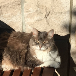 Bebe, a grey and white Domestic medium-long hair Cat